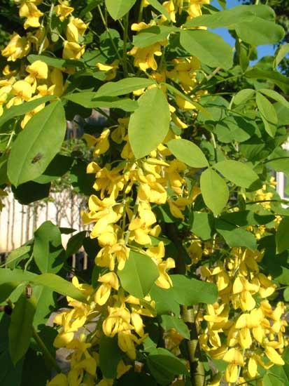  Image name: maggiociondolo4.jpg 
 width: 413 pixel 
 height: 550 pixel 
 Size: 56518 bytes 
 Click to enlarge 